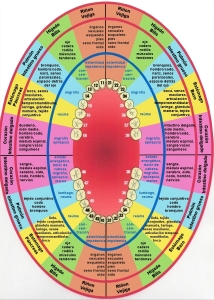 odontologiadiagramm1